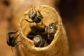 Phát hiện hợp chất mới trong keo ong Việt Nam mở ra tiềm năng dược liệu