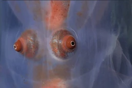 Đặt camera xuống biển sâu, phát hiện nhiều sinh vật kỳ lạ