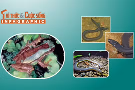 3 loài ếch lạ độc đáo chỉ có ở Việt Nam