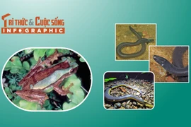 3 loài ếch lạ độc đáo chỉ có ở Việt Nam