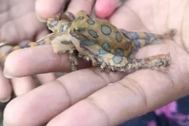 Thót tim du khách selfie cùng "sát thủ" độc nhất đại dương