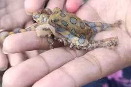 Thót tim du khách selfie cùng "sát thủ" độc nhất đại dương