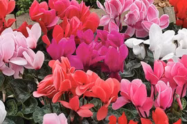 Top 5 cây cảnh thanh lọc, cải thiện phong thủy... hút tiền bạc