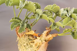 Cây cảnh nho Angola hiếm, xấu xí mà đắt ngang xe sang