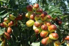 4 cây cảnh gia bảo mang tài lộc, thịnh vượng đến từng nhà