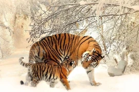 21 ngày tới, 3 tuổi bứt phá sự nghiệp, lương thưởng tăng vọt