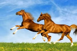 4 con giáp bật chế độ hút tiền, 2026 thăng hoa đến 2027 rực rỡ