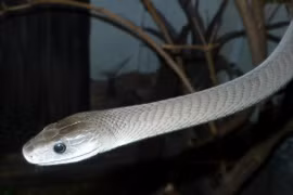 10 loài rắn độc nhất hành tinh, mệnh danh tử thần không chân