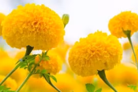 5 loại hoa tuyệt đối không cắm bàn thờ kẻo rước họa, mất lộc