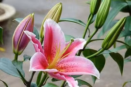 5 loại hoa kiêng kỵ trưng trong nhà dịp năm mới 2026, tránh điềm xui