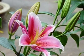 5 loại hoa kiêng kỵ trưng trong nhà dịp năm mới 2026, tránh điềm xui