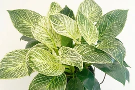 2 cây cảnh tưởng bình thường hóa ra là 'thần giữ lộc' trong nhà