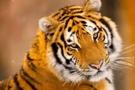 Cuối thu 2025, 3 con giáp nhận tấm vé vàng, nhẹ nhàng thăng chức