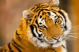 Cuối thu 2025, 3 con giáp nhận tấm vé vàng, nhẹ nhàng thăng chức