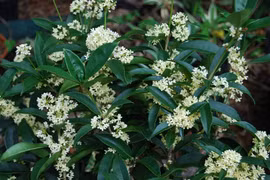 5 cây cảnh giúp gia chủ chiêu tiền, gọi quý nhân vào cửa