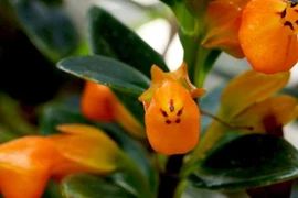 Tăng vận may, tài lộc với 4 loại cây cảnh trong nhà dễ trồng