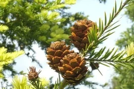 Du sam đá vôi - báu vật núi đá vôi Việt Nam trước bờ vực tuyệt chủng