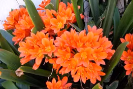 Năm cây cảnh phong thủy giúp gia tăng tài lộc, bình an