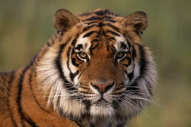 Thoát vận xui, 3 con giáp bật dậy ngoạn mục, giàu bất ngờ cuối năm