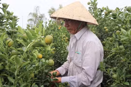 Thủ phủ quất cảnh miền Trung nguy cơ thất thu lớn vụ Tết 2026