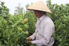 Thủ phủ quất cảnh miền Trung nguy cơ thất thu lớn vụ Tết 2026