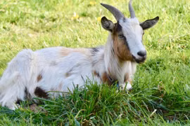 9 ngày tới, 3 con giáp rũ sạch vận xui, tiền tài đại phát