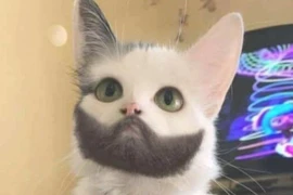 Bí ẩn loạt động vật kỳ lạ ngoài sức tưởng tượng con người