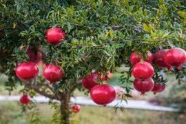 Người xưa chuộng trồng cây lựu trước nhà để giữ vận may