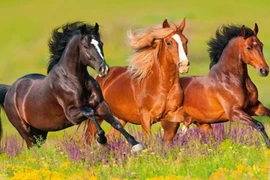 Từ 5–25/8, Thần Tài nhập mệnh, 3 con giáp kiếm tiền như nước