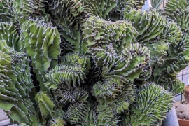 4 loài cây gai góc nhưng mang lại điềm lành, sức sống mãnh liệt