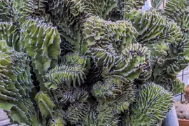 4 loài cây gai góc nhưng mang lại điềm lành, sức sống mãnh liệt