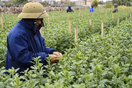 Giá rét bao trùm, nông dân Hà Nội gồng mình chăm hoa Tết