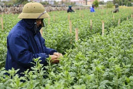 Giá rét bao trùm, nông dân Hà Nội gồng mình chăm hoa Tết