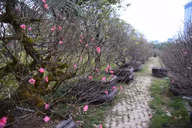 Đào cổ thụ Tây Bắc xuống phố Thủ đô, giá thuê hàng chục triệu đồng