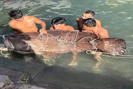 Sửng sốt ngư dân tóm gọn cá mú khủng nặng 150 kg