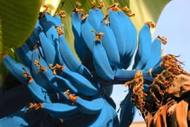 Săn lùng giống chuối xanh biếc độc lạ, hương vị kem vani ngọt ngào