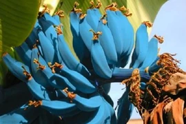 Săn lùng giống chuối xanh biếc độc lạ, hương vị kem vani ngọt ngào