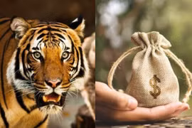 50 ngày cuối năm, 3 con giáp trúng vận vàng, Thần Tài gọi tên