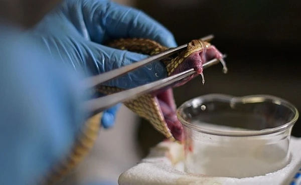 Tận mục công đoạn “vuốt ve” rắn thu nọc độc chế huyết thanh 