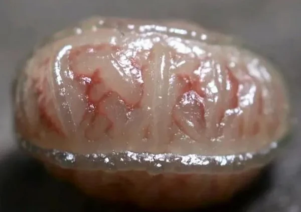 Bán cục “não người”, ngư dân tiếc hùi hụi khi biết giá trị cả tỷ