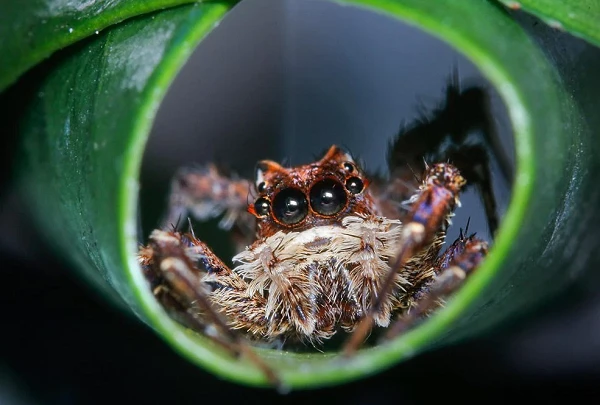 Sửng sốt loài nhện IQ cao ngất: Biết đếm và lập chiến thuật săn mồi