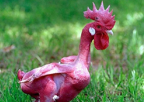 Cực dị giống gà không lông, đỏ rực như lửa độc nhất TG 