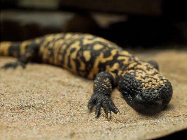 8 động vật có nọc độc "quý hơn vàng" khiến TG điên cuồng tìm kiếm 