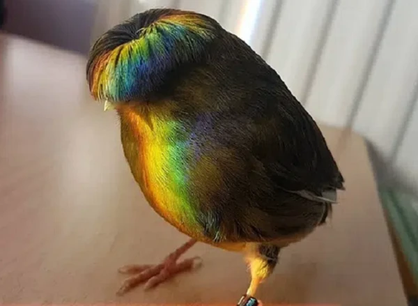 “Quả đầu moi” chất chơi của loài chim ngộ nghĩnh nhất thế giới động vật