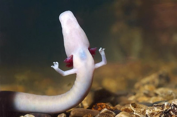 Phát hiện loài là “con của rồng”, 7 năm không ăn vẫn sống khoẻ