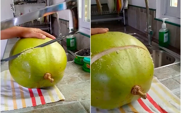 Loại quả “tiên dược” muốn ăn phải dùng cưa: Việt Nam có nhiều!