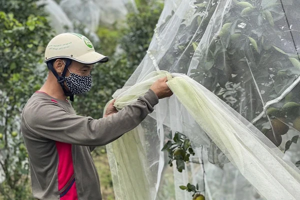 Nông dân mắc màn cho cam đặc sản