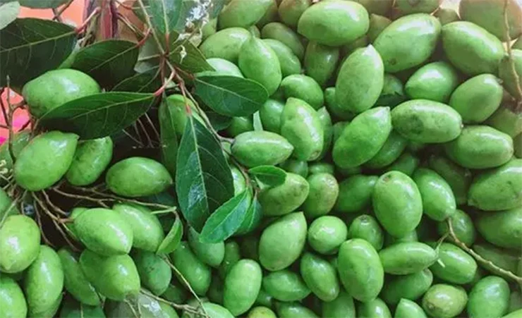 Cây dại hóa “mỏ tiền”, dân trồng nhàn tênh bán 200.000/kg