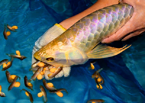 Kinh ngạc loài cá "nhà nghèo" đắt nhất hành tinh, giá cả tỷ đồng 