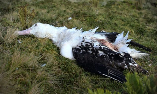 Kinh hoàng chuột nhắt ngoại cỡ ăn sống hải âu một cách ngấu nghiến 